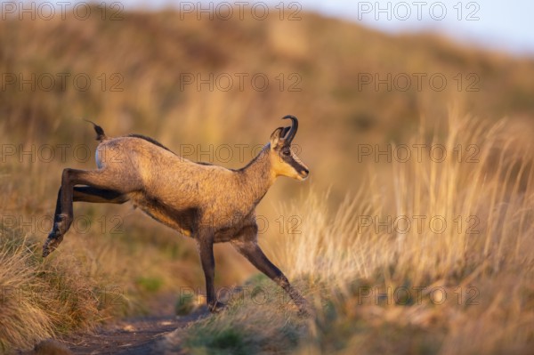 Chamois (Rupicapra rupicapra) on a meadow in the Vosges Mountains, wildlife, France