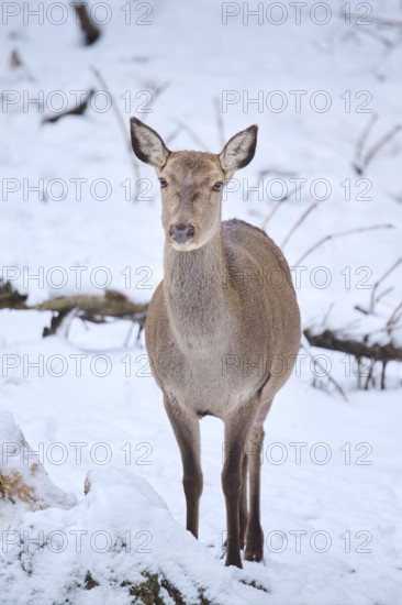 Red deer (Cervus elaphus) hind in a forest in winter, snow, Bavaria, Germany