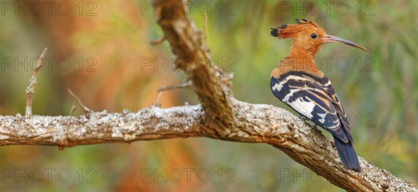 African Hoopoe, African Hoopoe, (Upupa africana), Ithala Game Reserve, Louwsburg, KwaZulu-Natal, South Africa