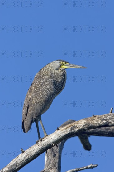 Bare-throated Tiger-Heron Tigrisoma mexicanum San Blas, Nayarit, Mexico 28 March Adult Ardeidae