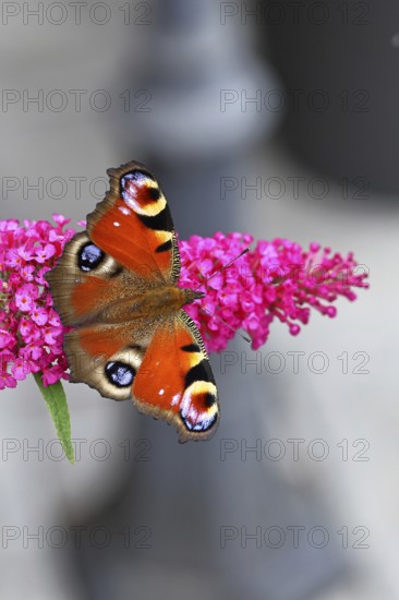 Peacock butterfly (Inachis io) sucking nectar on butterfly bush (Buddleja davidii), in a natural environment in the wild, close-up, wildlife, insects, butterflies, butterflies, Wilnsdorf, North Rhine-Westphalia, Germany