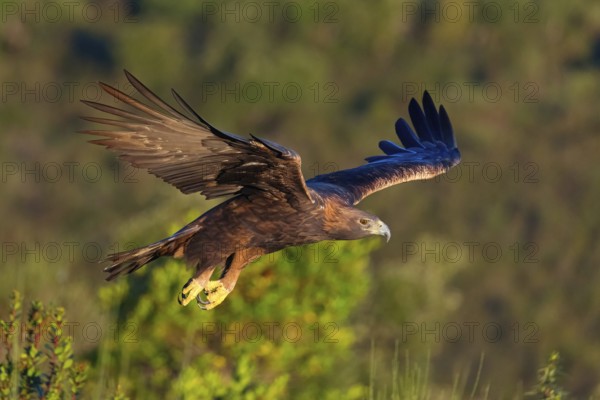Golden Eagle, (Aquila chrysaetos), bird of prey, family of hawk-like birds, flight, biotope, habitat, foraging, El Millaron Golden Eagle Hide, Salorino, Extremadura Caceres, Spain