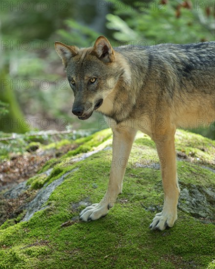 Wolf (Canis lupus) stands on a rock and looks attentively, Germany