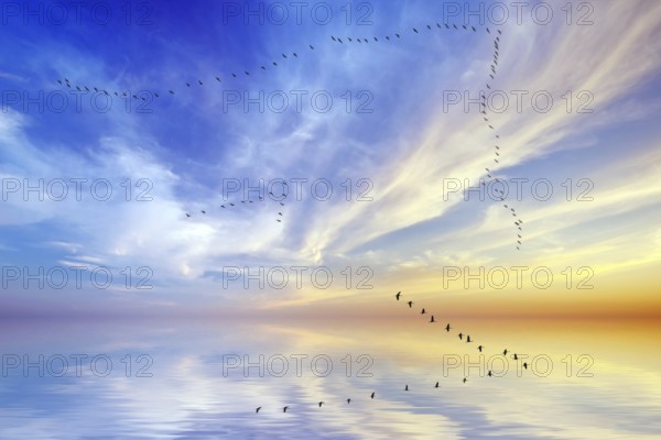 Crane arrow over Hamburg, Germany, Hamburg, birds, cranes, grus grus, arrow, swarm, twenty, bird migration, seasons, autumn, Lower Saxony, Germany