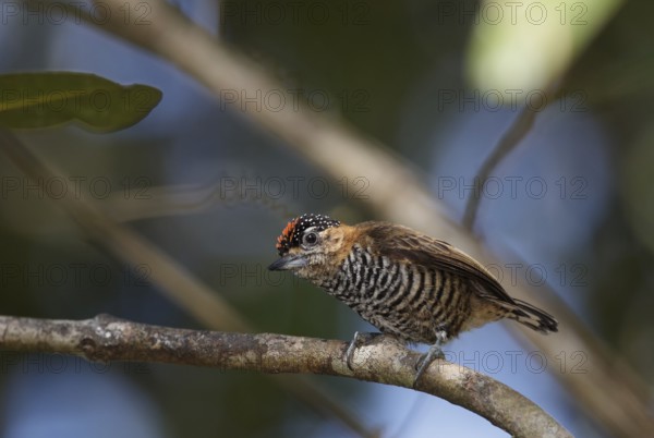 Ochre-collared Piculet (Picumnus temminckii) male perched on a branch, Atlantic rainforest, Brazil