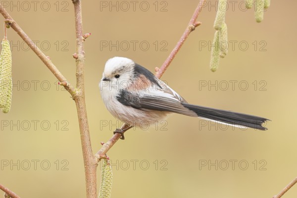Long-tailed Tit (Aegithalos caudatus) sitting on the bush of a hazelnut (Corylus avellana), Wildlife, Animals, Birds, Tits, Siegerland, North Rhine-Westphalia, Germany