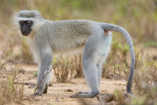 Vervet Monkey, (Chloroebus pygerythrus), vervet monkey, monkey, monkeys, primate, primates, family of vervet monkeys, mmerkatzen, Mkuze Game Reserve, Mkuze, KwaZulu-Natal, South Africa