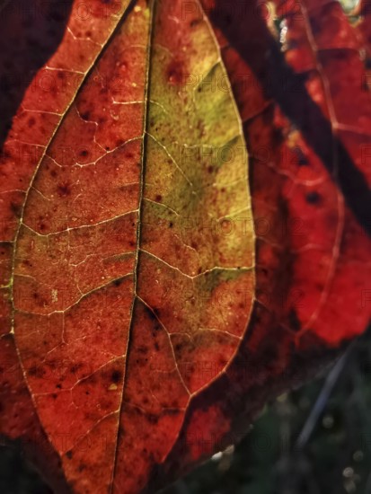 A red autumn leaf with texture in backlight shows its finely branched structure in detail, Frankenwald nature park Park