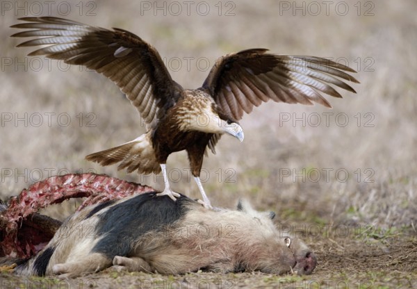 Northern Crested Caracara (Caracara cheriway), Texas, USA