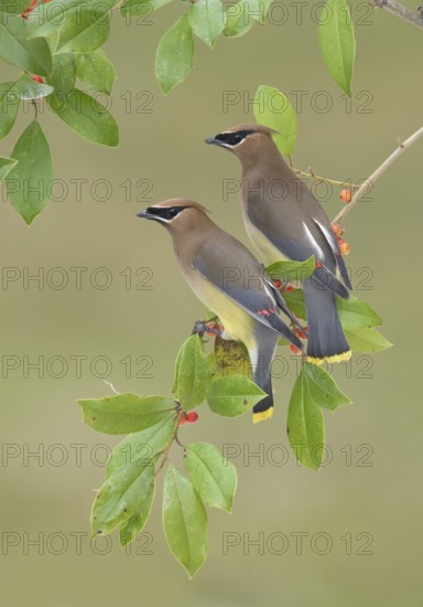 Cedar Waxwing (Bombycilla cedrorum) pair perched on a branch, Texas, USA