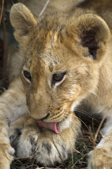 Lion (Panthera leo) cub and mum's paw, South Luangwa, Zambia