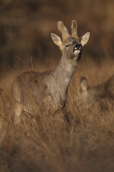 A graceful roe deer stands alert in a sunlit field during autumn, surrounded by tall grass with golden hues, capturing the essence of serene wildlife in nature