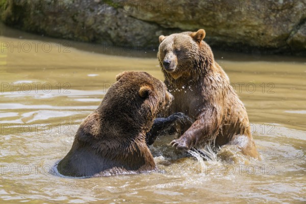 Eurasian brown bear (Ursus arctos arctos) playing with each other in a little lake, Bavarian Forest, Bavaria, Germany