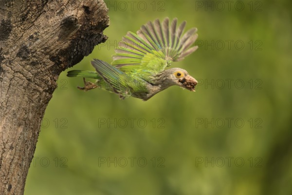 Lineated Barbet (Psilopogon lineatus) flying with food in beak, Chiang Mai, Thailand