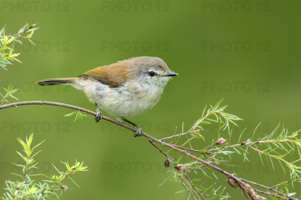 Brown Gerygone (Gerygone mouki), Victoria, Australia