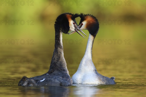Great Crested Grebe (Podiceps cristatus) pair displaying, North Rhine-Westphalia, Germany