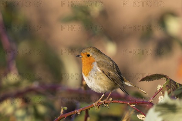 European Robin (Erithacus rubecula) perched on a branch, Bavaria, Germany