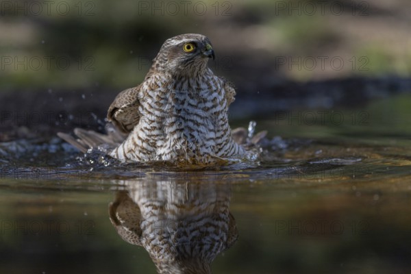 Sparrowhawk (Accipiter nisus), bathing, Catalonia, Spamia