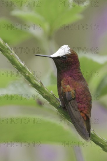 Snowcap (Microchera albocoronata), Costa Rica