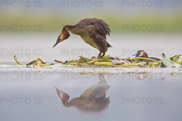Great Crested Grebe (Podiceps cristatus) on nest, Bavaria, Germany