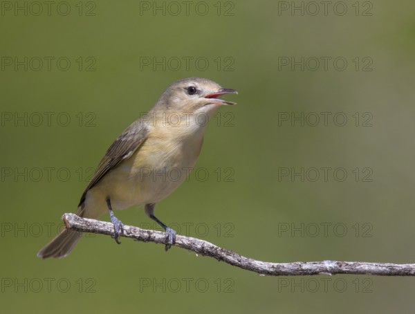 A Warbling Vireo, Vireo gilvus singing from a perch in Saskatoon, Saskatchewan