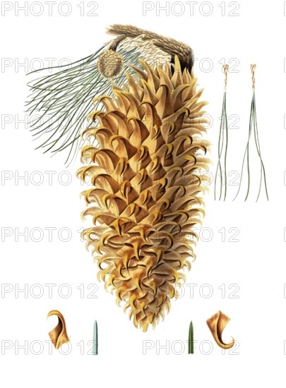 Coulter pine, Pinus coulteri, Coulter pine, big-cone pine, tree, digitally enhanced reproduction of an original by Aylmer Bourke Lambert (1761 - 1842), English botanist, published around 1810