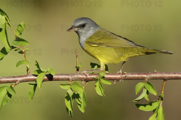 Mourning Warbler (Geothlypis philadelphia) male, Texas, USA