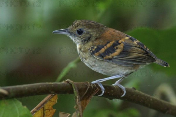 Spotted Antbird (Hylophylax naevioides) perched on a branch in Costa Rica