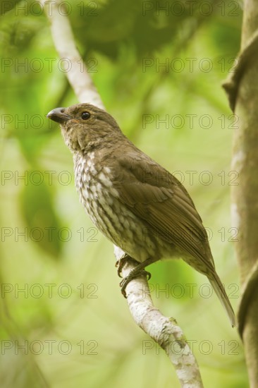 Tooth-billed Bowerbird (Scenopoeetes dentirostris), Queensland, Australia