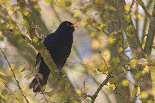 Male common blackbird (Turdus merula) on tree branch in spring sunlight, Bad Salzschlirf, Germany