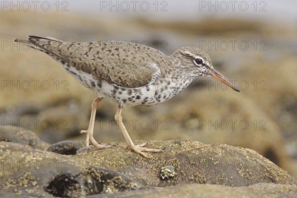 Spotted Sandpiper (Actitis macularius), Ecuador