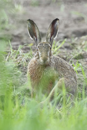 European hare (Lepus europaeus) sitting on a freshly harrowed field, looking into the camera, North Rhine-Westphalia, Germany