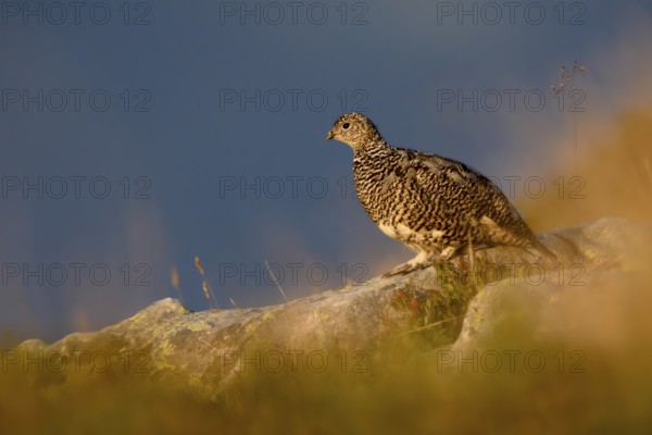 Rock Ptarmigan (Lagopus muta), Bernese Highlands, Switzerland