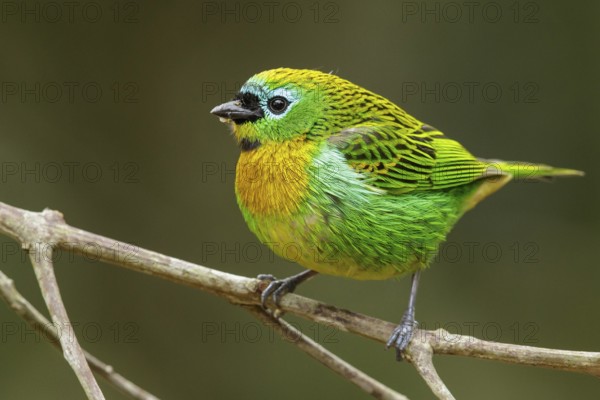 Brassy-breasted Tanager (Tangara desmaresti) perched on a branch in the Atlantic Rainforest Region of Brazil