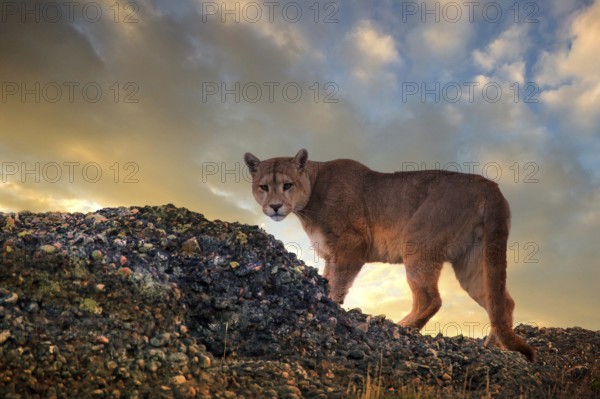 Cougar (Felis concolor patagonica) wbl. Torres del Paine NP, Chile, Torres del Paine NP, South America