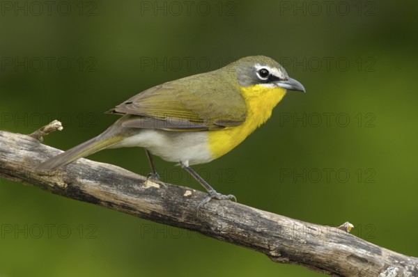 Yellow-breasted Chat (Icteria virens), Texas, USA