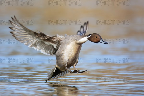 Northern Pintail (Anas acuta) male flying, British Columbia, Canada