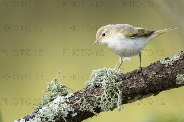 Western Bonelli's Warbler (Phylloscopus bonelli) perched on a branch, Andalusia, Spain