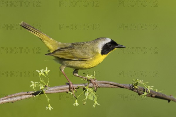 Common Yellowthroat (Geothlypis trichas), Maryland, USA