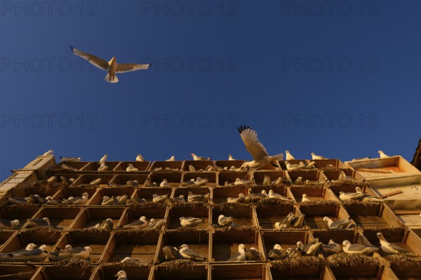 Kittiwakes (Rissa tridyctyla) nesting in an artificial nesting cliff made of old fish boxes in Vardö harbour, Vardø, Finnmark, Norway