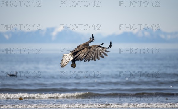 Bald eagle (Haliaeetus leucocephalus) in flight, Anchor Point at Cook Inlet, white mountain peaks of the Aleutian chain in the background, Anchor River State Recreation Area, Alaska, USA