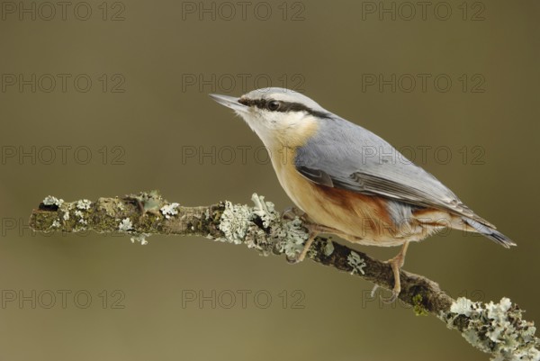 Eurasian Nuthatch (Sitta europaea), North Rhine-Westphalia, Germany