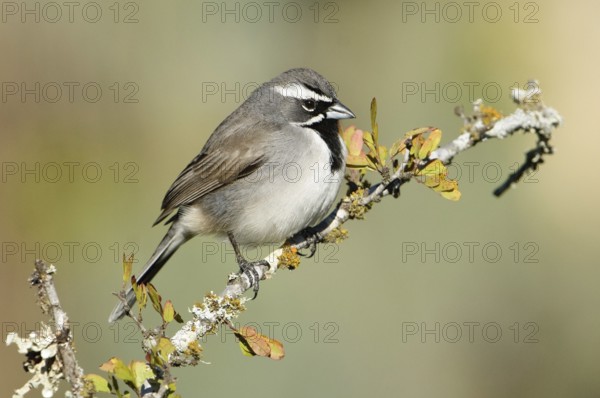Black-throated Sparrow (Amphispiza bilineata), Texas, USA