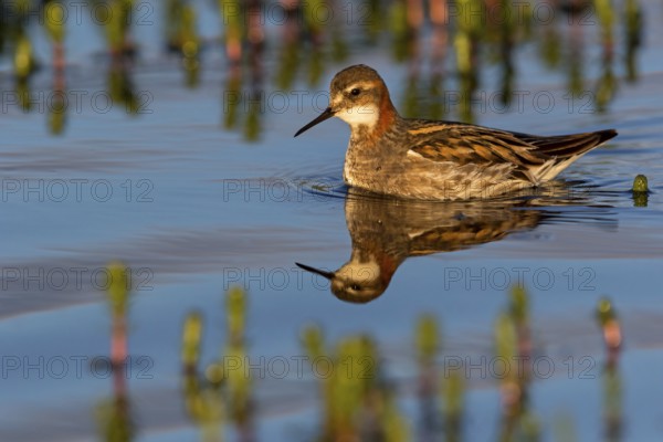 Odinshühnchen, Red-necked Phalarope, Northern Phalarope, Phalaropus lobatus, Phalarope à bec étroit, Falaropo Picofino