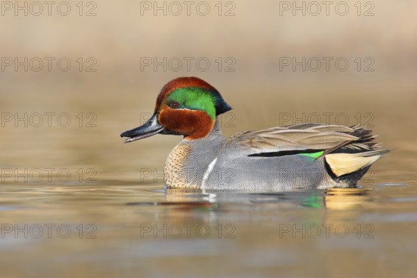 Green-winged Teal (Anas carolinensis) male, British Columbia, Canada