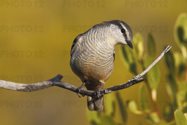 Varied Triller (Lalage leucomela) female, Queensland, Australia