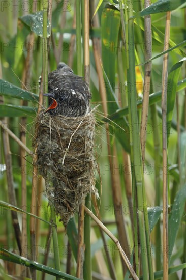 Common Cuckoo (Cuculus canorus) nearly fledged juvenile waiting in nest of Eurasian Reed Warbler on feeding, Saxony-Anhalt, Germany