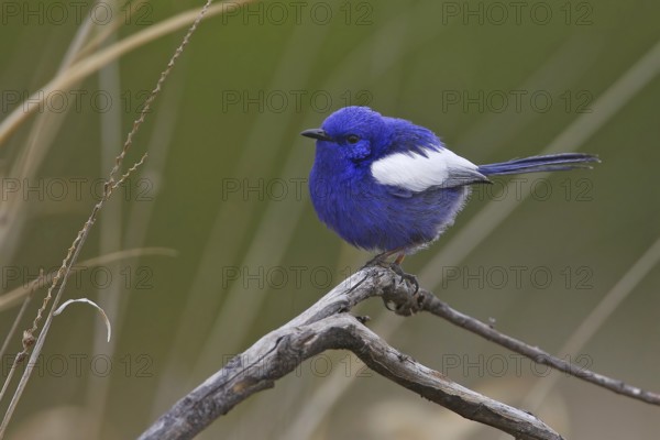 White-winged Fairywren (Malurus leucopterus) male, New South Wales, Australia