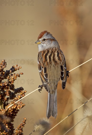 American Tree Sparrow
