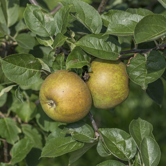 Apple (Malus domestica 'Zabergäu Renette'), Merkel family, Germany